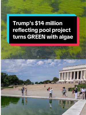 "It's puke green. I want to puke. This is how ugly it is." President Trump's $14 million renovation of the Lincoln Memorial Reflecting Pool was intended to turn the water "American flag blue." But just weeks after reopening, the pool has turned green with algae. MS NOW's Julia Jester asked people what they think of its new color. #news #trump #reflectingpool