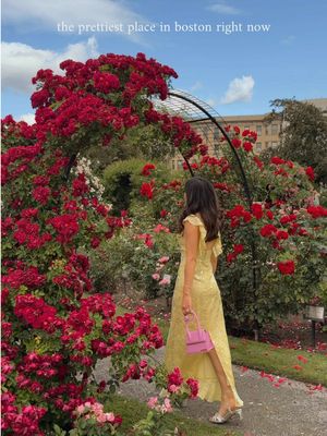 the kelleher rose garden is officially in full bloom in boston!! this is an absolute cannot miss free hidden gem 🌹 #bucketlistboston keep following for more recs around the city xoxo kate