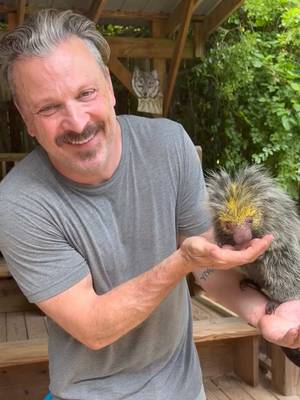This cutie is the Mexican hairy dwarf porcupine. They spend most of their life up in the tree, using their prehensile tail as an extra limb. Their quills are situated under their very soft fur. And, as I found out, they are barbed. So, while they don’t shoot out their quills (that’s an urban myth), they can get caught in your skin very easily. #MexicanHairyDwarfPorcupine #Porcupine #WildlifeFacts #AnimalLover #CuteAnimals @NOGAWILD