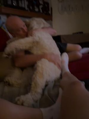 When you can’t get your parents a grandkid… Get them a dog 