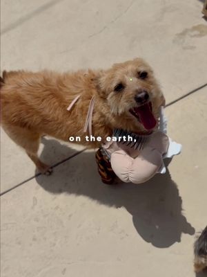 THE GREATEST THING ON THE EARTH 🐶#creatorsearchinsights 