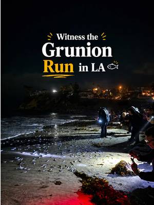 The grunion run has been on my LA bucket list for a while, and it did not disappoint. 🐟 Cabrillo Marine Aquarium hosts select nights throughout the year where you can learn about these unique fish, explore the aquarium, and head to the beach for a chance to witness the grunion run in person. Just keep in mind there’s never a guarantee you’ll see grunions on any given night and some nights have a much bigger turnout than others. Also, don’t forget to bring a jacket because it gets chilly once you’re out on the beach at night. #losangeles #thingstodoinla #lahiddengems #fypシ #grunionrun 