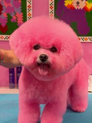 Because who wouldn’t want a pink bichon!! @Samantha Blanco #bichon #dogs #doggrooming