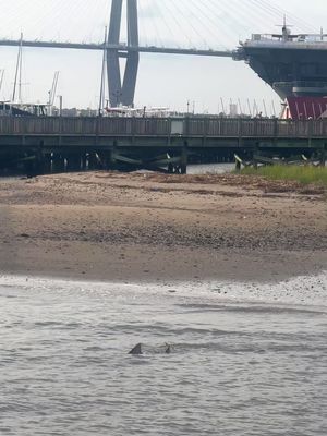 shark sighting in Charleston 🦈  ☀️ First day of summer