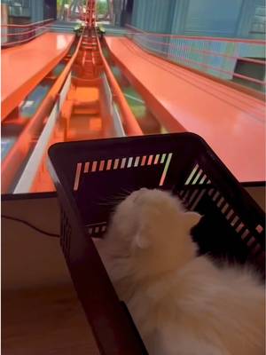 my baby wasn’t tall enough to ride the real thing 😔 #rollercoaster #funnycats #funnycatvideos #summerfun