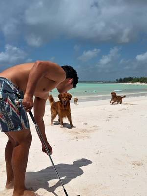 The best range pickers 🐶⛳️ #golf #beach #dogs 