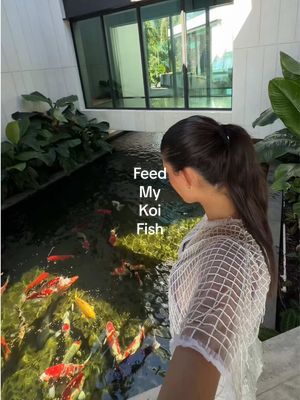 I love to feed the koi it’s so peaceful 
