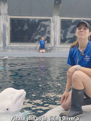 It's Oliver's birthday and we're feeling whale-y excited about it! 🎉 Help us celebrate Oliver's special day with a birthday wish in the comments! 🎂 #SeaWorldSanDiego #belugas
