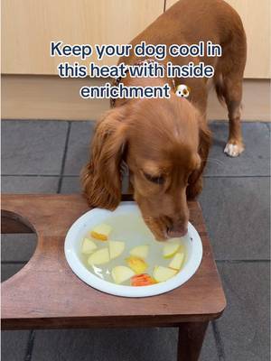 Something to keep them cool in the hot weather 💙 #butchersdogfood #dogfood #dogsoftiktok #dogtok 