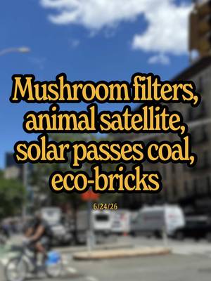 Mushrooms are filtering out harmful bacteria from rivers, a new satellite is tracking and protecting animals from space, solar passed coal in the US, and our community member is turning plastic waste into eco-bricks… How are you making the future better?