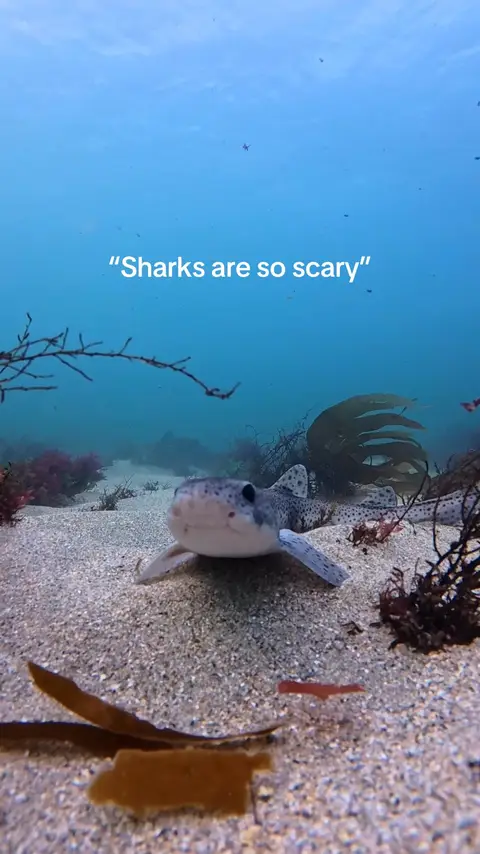 “I have the ocean sharks are so scary” - 🎥: @giosdiving  - #sharks #shark #cute #cuteshark #nature
