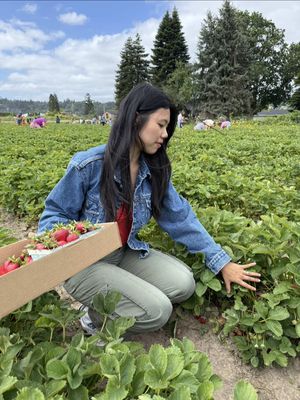 we found the Puyallup u-pick farm with the biggest strawberries🍓  #strawberries #strawberryfield #upick #upickstrawberries #seattle 