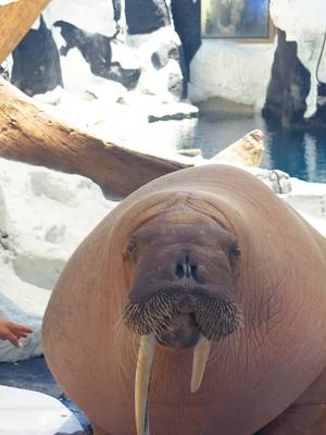 We had so much fun celebrating Dozer's birthday this past week! Drop a "💙" in the comments to help us celebrate this sweet birthday boy! #SeaWorldSanDiego #walrus #dozer