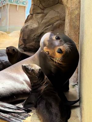 Exciting news from Pacific Point Preserve! 💙  Pupping season has officially begun at SeaWorld San Antonio, and we're thrilled to welcome new sea lion pups. Stop by on your next visit to catch a glimpse of these adorable newcomers and say hello!  #puppingseason #sealpup #seal #seaworldsanantonio 