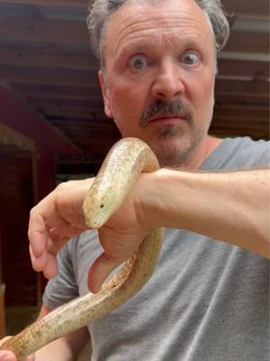 This is the giant European legless lizard! It is the world's largest legless lizard, with some adults reaching up to five feet! How can you tell it’s not a snake? It has ear openings. It’s more narrow than most snakes its length. It can drop its tail, which wriggles around to distract predators while the lizard escapes. It has the face of a lizard, duh! And it blinks! #LeglessLizard #GlassLizard #ReptilesOfTikTok #NatureLovers #LizardLovers @NOGAWILD 