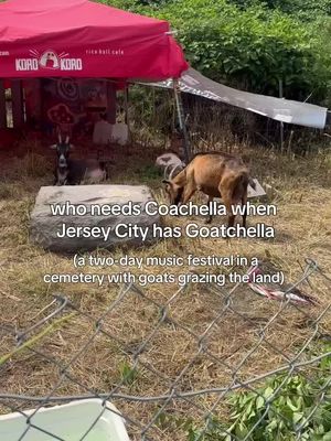 “Goatchella” is back and kicks off today, 6/26, at Jersey City’s Harsimus Cemetery 🐐 The annual event returns this weekend to the Historic Jersey City & Harsimus Cemetery, bringing two days of live music, DJs, art, fashion, food, and the festival's famous goats. But it's not all for fun: the annual fundraiser helps support the cemetery's eco-friendly, weed-eating goats and sheep while celebrating local musicians🎶  We’ve got everything you need to know about the event over on thehobokengirl.com  #nj #hoboken #jerseycity #music #newjersey 