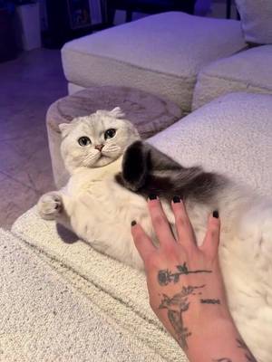 My cat started doing this cool thing when I pet him now (: