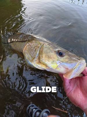 CATCHING SNOOK ON A GLIDEBAIT⁉️ @York Casting Co  • • CLICK THE LINK IN MY BIO‼️ • • #fishing #snookfishing #snook #glidebait #swimbait 
