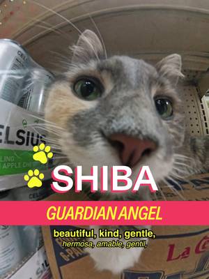 Meet Shiba in Astoria.  HOST: @MICHELLADONNA 