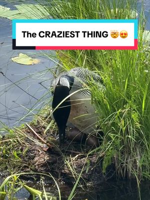 One of the coolest wildlife experiences I’ve ever witnessed for sure 🤯😍 #loon #minnesota 
