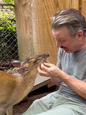 The muntjac is one of the smallest deer in the world. My friend here, Calamity Jane, who you can visit at NOGAWILD in Georgia, will lick you the second you stop petting her. I don’t know if that’s common with the species, or just a her-thing! Native to Southeast Asia, muntjacs are known as the "barking deer" because they sound more like dogs than deer when they're alarmed. Males even have tiny tusks, but this gal doesn't. About the size of a medium dog, they're surprisingly bold despite their small stature and spend much of their lives hidden in dense forests. #Muntjac #BarkingDeer #WeirdAnimals #AnimalFacts #NatureLovers @NOGAWILD 