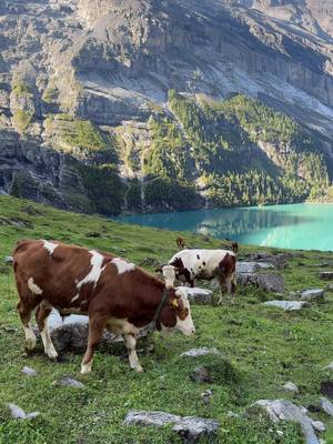 📍Oeschinensee, Switzerland 🇨🇭 