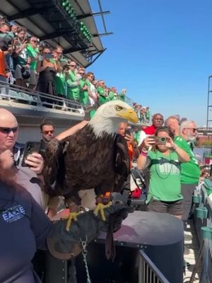 Fly Eagle Fly #eagles #nfl #fourthofjuly 