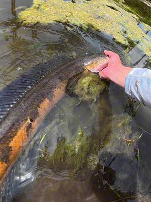CATCHING INVASIVE SPECIES⁉️ • • #fyp #fishing #snakehead #invasivespecies #florida 