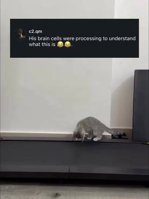 Cat was confused but eventually caught on 😂 (via @Pixiory) 