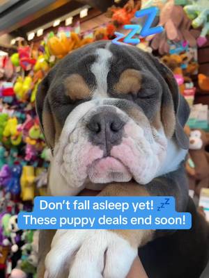 You don't want to sleep on these deals for your puppy! From treats, to toys, and grooming products for the summer, shop until July 8: https://www.petvalu.ca/deals