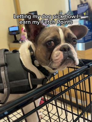 🐾 When letting your pet shop for their @Royal Canin US faves earns you a full Fetch gift card >>>  Enter our 1MILLION point ROYAL CANIN®️ sweeps now for a chance at even more points! In your Fetch App NOW! ❤️🧾 #fetch #fetchrewards #royalcanin #frenchbulldog #rewardsapp 