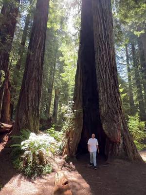 #ad There is no feeling quite like walking among the tallest trees in the world. Redwood National Park feels like its straight out of a fairytale! We brought along with us @Nature Valley granola bars to keep us fueled and energized throughout our hikes. In partnership with the National Park Foundation, Nature Valley is introducing limited-edition packaging inspired by iconic U.S. National Parks to support and protect our National Parks. Grab the National Parks packs while they last!