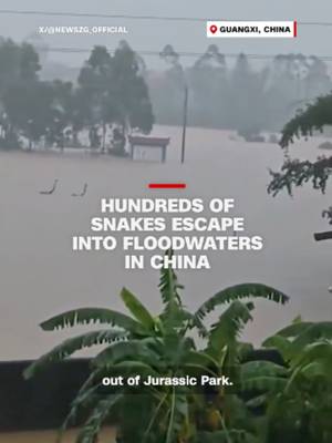 Floodwaters from Typhoon Maysak have brought an additional threat to the Guangxi region. In one Hengzhou village, more than 800 snakes escaped when a snake farm flooded, an official told local news outlet Hongxing.