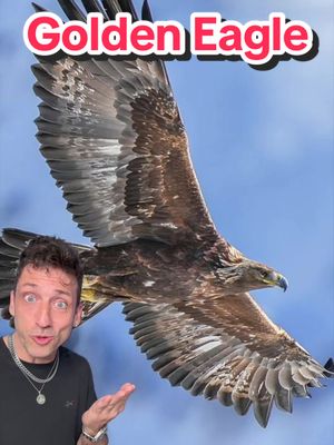 The King of the Skies #goldeneagle 