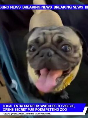 Stopped worrying about wireless service. Started a secret pug poem petting zoo.