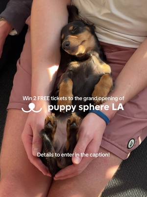 LA, we're BACK and we can't wait for you to be a part of it! 🐾🌴 To celebrate the grand opening of our LA flagship studio in Santa Monica, we're giving away 2 free spots to our opening weekend classes with Mini Dachshunds on July 18th & 19th 🌞 To enter: 🐾 Follow us @thepuppysphere 🐾 Like & comment on this post 🐾 Bonus entry: share this to your story and tag us! PS, $1 from every LA order goes straight to local rescue orgs, so booking a class does double-duty 🤍 Wellness with purpose, always! #lathingstodo #santamonica #lapuppies #laactivities #puppyyoga 