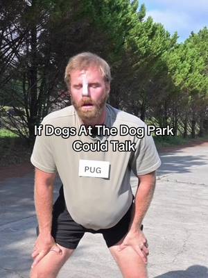 Chihuahua just there to cause problems #dogsoftiktok #dog #pet #comedy #sketch 