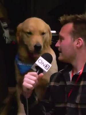 Peter is READY for College Football Season…  #peter #cfb #big10 #sec #dog 