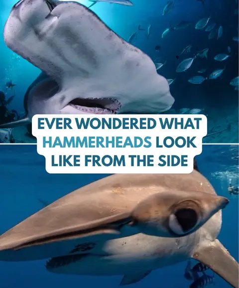 👁️_👁️ - #sharks #hammerheads #funny #sideye #nature