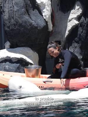 SeaWorld San Diego and SeaWorld San Antonio are proud to join a coalition of AZA-accredited aquariums in a coordinated international effort to rescue and provide long-term care for 30 beluga whales from Canada. From veterinary medicine and animal nutrition to habitat design and around-the-clock care, this operation brings together decades of expertise across multiple organizations, all focused on one thing: the wellbeing of these animals.💙Follow along for updates as we welcome them to their new homes.