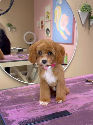 An air fried nugget  . #dogs #doggrooming 