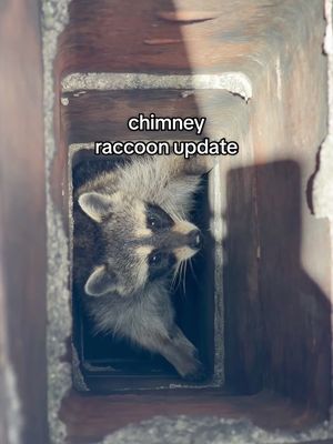 raccoon update!! the fact that they love marshmallows makes them 10x cuter?! anyway stay tuned cause i’m going back today to see how we save the other two 🥹
