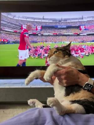 World Cup 2026 for cats 🐱 