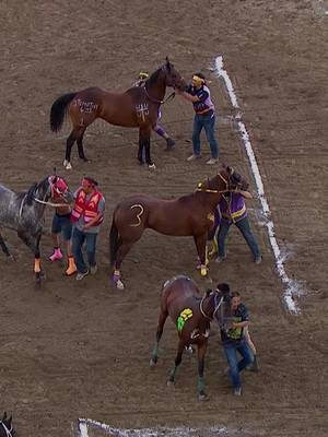 The Relay Racers have been pumping the crowd up all week and last night was no exception! In day 8, it would be the Kainai Kruizers at the line to take the win over Crazy Cree! Check out the Hottest Heat of the Night in last night's ENMAX Relay Races.