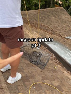 we’ve officially caught two raccoons but there’s still one left and i think he’s major stuck 🥹😭🫣 so we’re pretty much out of ideas at this point 