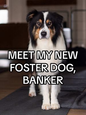 ☆ Meet Banker ☆ On Saturday, my mom and I went to our local open-intake shelter (@BG/WC Humane Society) to donate a bunch of kitten food and other supplies they were in need of, and I ended up leaving with a new foster dog.  Banker is a beautiful Australian shepherd estimated to be around 7 years old. Yes, I know he’s not a berner… but he has a similar paint job 😉 He was surrendered a month ago by an unethical breeder when they no longer had use for him. Banker is heartworm positive and is currently receiving treatment. He’s also a few pounds underweight.  He is an extremely timid boy right now, and some of his behaviors I’m observing suggest he’s never lived inside a house before, so everything is brand new to him. He seems curious, though, so I have a feeling he’ll start to come out of his shell in no time.  I promise it only gets better from here, Banker boy! 💙 ______ Shelters and rescues everywhere are overcrowded and overwhelmed. If you’ve ever considered fostering or volunteering in any capacity, I encourage you to reach out to your local organizations— they need your help now more than ever.
