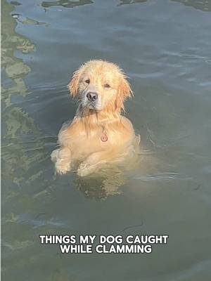 Gotta get him is fishing license ASAP!!!  #clamming #goldenretrieverlife 