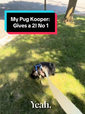I've noticed a certain... visual trend lately. So I skipped the online debate and asked my most loyal follower: "Kooper... make AI flyer." He genuinely gave it his best. Now I'm honestly struggling to tell which flyers are Kooper originals. 🐶💩 Should I give him another assignment? #Comedy #SketchComedy #Pug #DogTok #AI #GraphicDesign