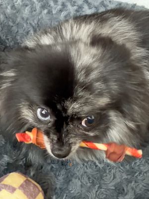 Fiesty creature #pomeranian #pompom #pom #pomernianpuppy #pomeraniansoftiktok p