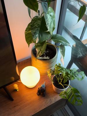 Facts🙂‍↕️ #houseplants #cozyhome #homedecor #homeinspo #interiordesign 